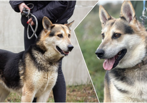 Do serca przytul psa. Lego czeka na nowy dom