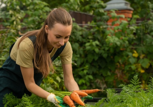 Te odmiany marchwi możesz wysiać już w marcu. Będą pyszne i chrupiące