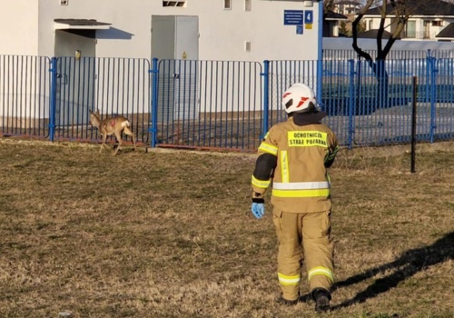 W jedną stronę było łatwo, z powrotem już nie dała rady. Na pomoc sarnie ruszyli strażacy