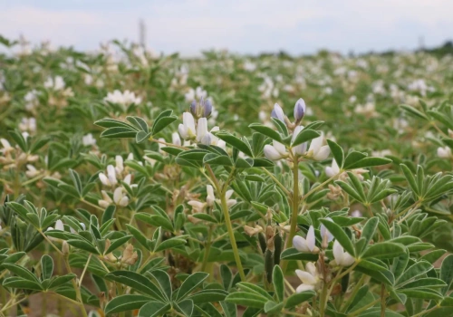 Jak obliczyć normę siewu łubinu i kiedy go siać?