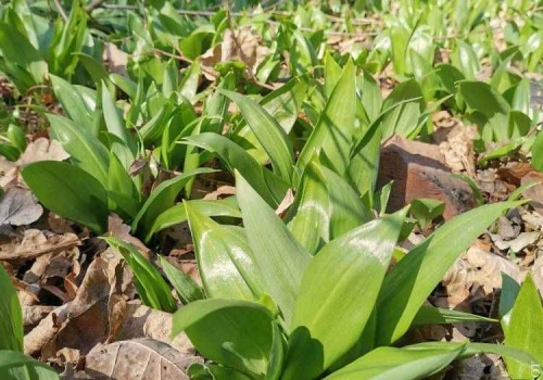 Znów rośnie niedźwiedzi czosnek. Roślina która nie tylko smakuje, ale i wzmacnia organizm