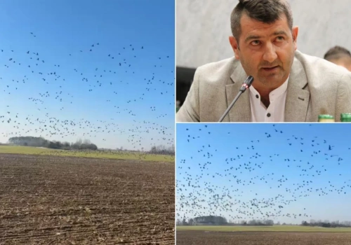 „Najpierw niszczą pszenicę, potem rzepak”. Rolnicy tracą plony i wciąż czekają na pomoc