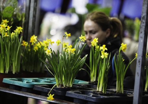 Festiwal roślin ponownie zawitał do Kielc