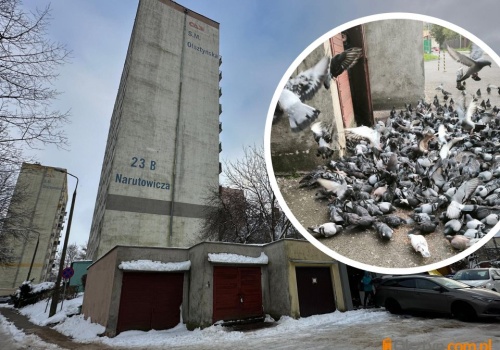 Olsztyn. Codziennie o godz. 14 pod blok przy Narutowicza zlatują się gołębie. Sąsiedzi mają dość