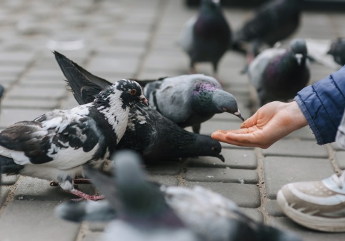 Absurdalnie wysoka kara za karmienie gołębi wzbudza opór