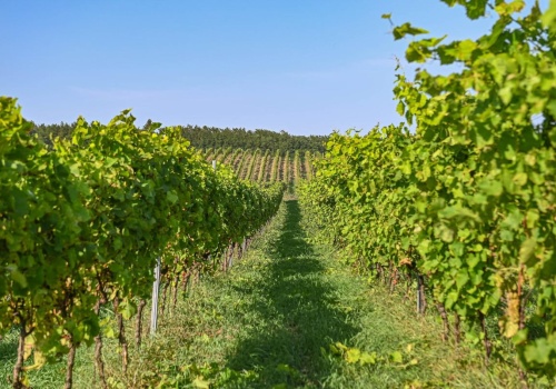 Polska Toskania istnieje naprawdę. 850 lat tradycji i dziesiątki winnic. Region rozkwita