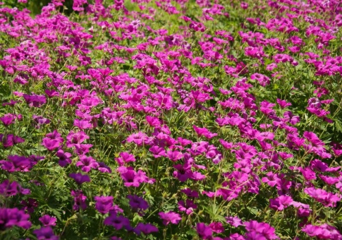 Posadź raz i zapomnij o pielęgnacji. Rośliny, które rosną latami niemal bez opieki