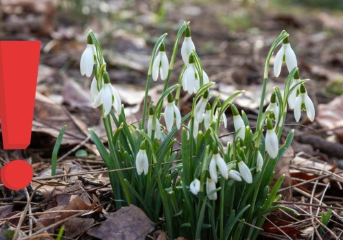 Te popularne wiosenne kwiaty są trujące. Uważaj na nie w ogrodzie