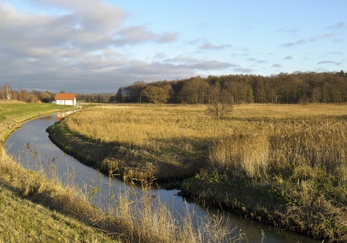 Martwy żubr w rowie melioracyjnym. Wiceminister klimatu dostrzegł problem
