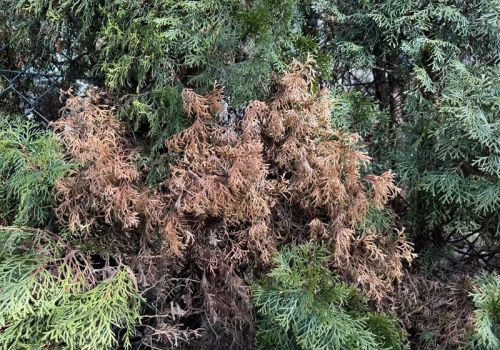 Rozsyp pod tuje w marcu. Przestaną brązowieć i zrobią się gęste jak ściana już po kilku tygodniach