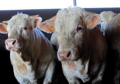 Wołowina z niższą ceną, ale rekordowym eksportem