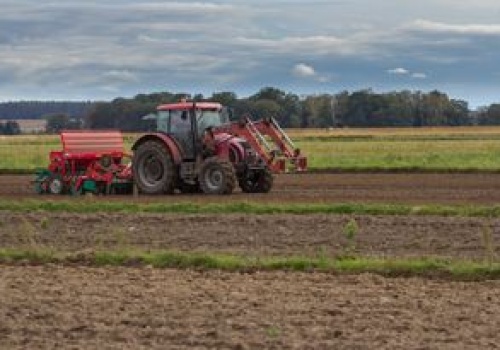 Rolnicy walczą z nalotami ptaków. Tracą tony ziarna