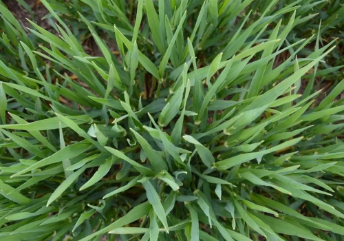 Stosowanie regulatorów wzrostu w pszenicy jarej. Jak ograniczyć wyleganie?