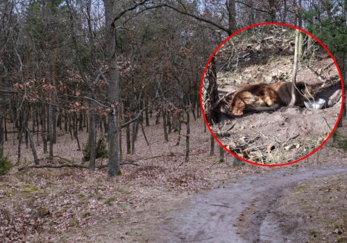 Leśniczy zastał oburzający widok w lesie. Pies porzucony na pewną śmierć