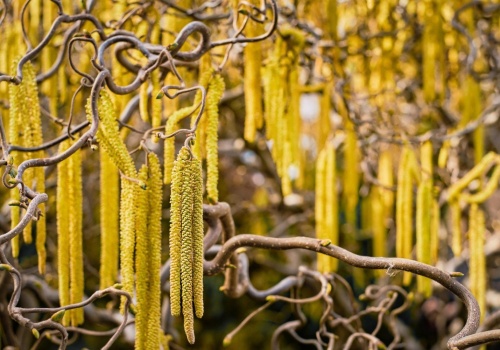 Zbierz i zjadaj na zdrowie! Kotki leszczynowe zamocz w czekoladzie, occie lub miodzie. Pomogą na ból gardła i przy menopauzie