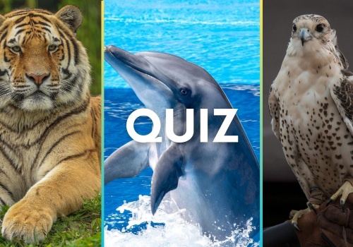 Quiz. Rozpoznasz zwierzę po jednym zdaniu? Tylko najlepsi dadzą radę!