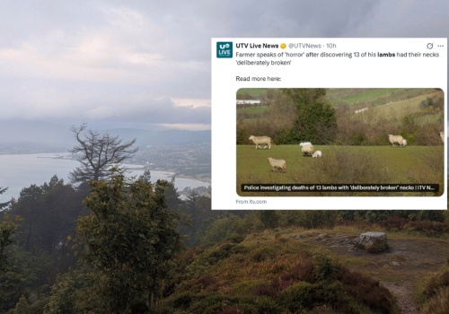 Odkrycie na farmie w Irlandii Północnej. 13 martwych jagniąt