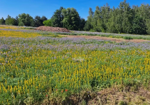 Dopłaty 2026. Sprawdź, które ekoschematy można łączyć