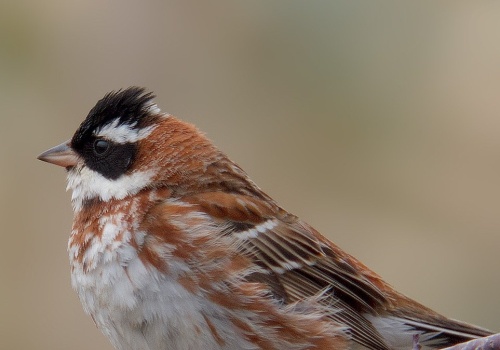 Bardzo rzadki ptak widziany na południu Polski. Ma maskę jak Zorro