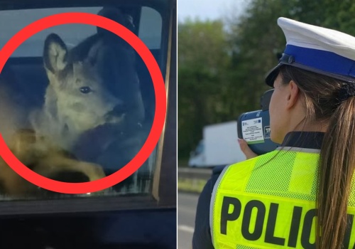 Sarna na przednim siedzeniu. Policjanci zaskoczeni nietypowym widokiem podczas kontroli