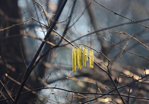 Wiosna tylko na chwilę? Synoptycy ostrzegają przed powrotem zimy