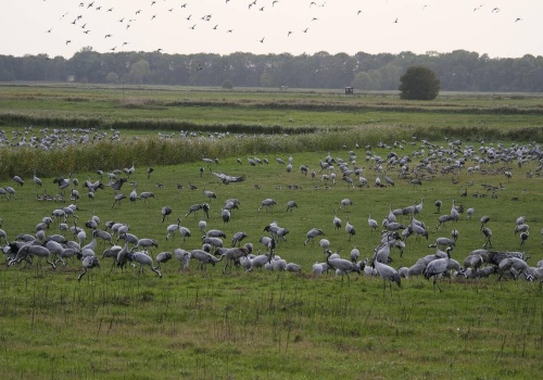 Żurawie, gęsi i kormorany niszczą uprawy, a rolnik zostaje z niczym. Co się stało z ustawami, które miały to zmienić?