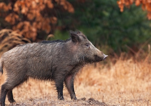 Blisko 120 nowych ognisk ASF dzików. Choroba powróciła do Wielkopolski