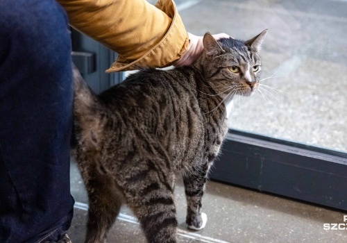 Poszukiwani wolontariusze do opieki nad schroniskowymi kotami