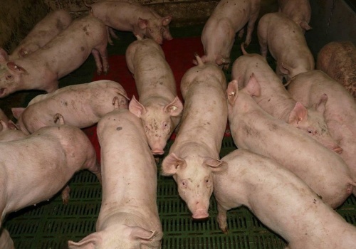 16.03.2026 Ceny skupu tuczników i macior: stawki ponownie wystrzeliły