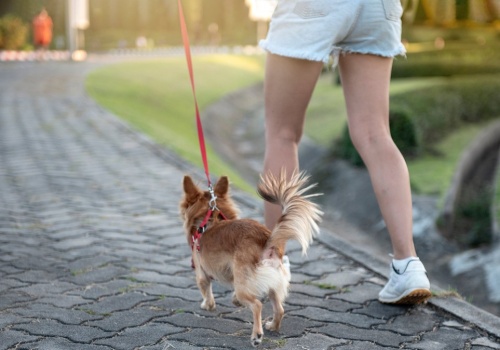 Trener personalny zwrócił na to uwagę. Chodzi o psy w naszym życiu
