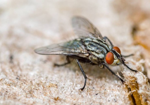 Polskie miasto zmaga się z plagą much. 