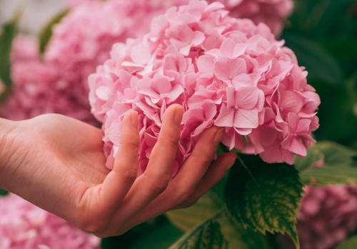 Hortensja kocha ten nawóz. Zastosuj, a wkrótce utonie w kwiatach