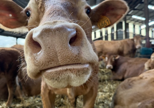 20 byków, 7 jałowic i bezcenne doświadczenie. Polscy hodowcy w kolebce rasy limousine