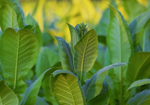 Sektor spożywczy nie chce już więcej regulacji