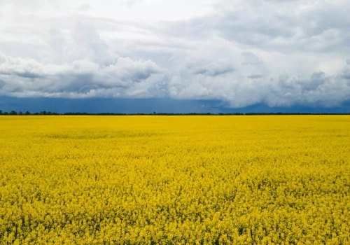 Dostosowanie rolnictwa Ukrainy do standardów UE sięga 79%. W rok +5 pkt proc.
