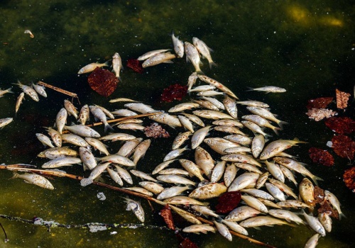 Olsztyn. Martwe ryby w stawie na osiedlu Jaroty. Czy można było je uratować?