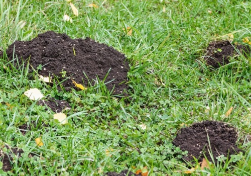 Krety kochają takie ogrody. Takie warunki to dla nich raj. Zrób to, aby je odstraszyć