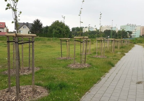 Zieleń w mieście staje się priorytetem. Tczewianie zgłosili osiem projektów zielonych do budżetu obywatelskiego