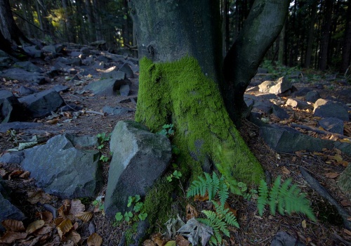 Starożytna celtycka moneta spoczywała w miejscu bitwy pod Kliszowem. Archeolodzy potwierdzili wyjątkowe odkrycie