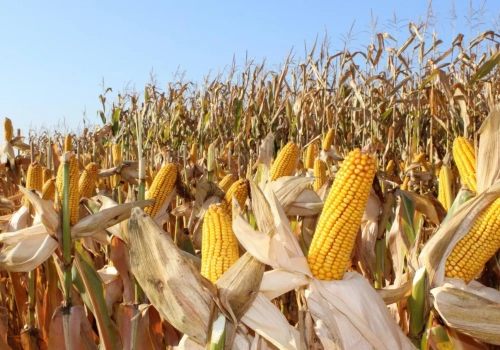 Czy to szansa na odporniejsze uprawy w gospodarstwach? Nowy rozdział europejskiego rolnictwa