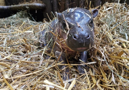 Gdańskie ZOO. Narodziny hipopotamka karłowatego. To gatunek zagrożony wyginięciem