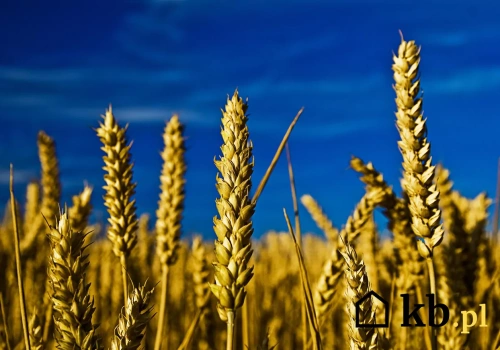 Trudno uwierzyć, że tym się da palić w piecu na pellet. A daje całkiem dużo ciepła i jest tanie