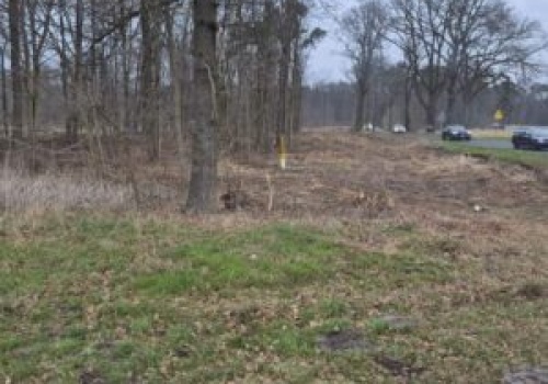 Aleja dębowa ocalona. Ale bez wycinek pod drogę rowerową się nie obyło