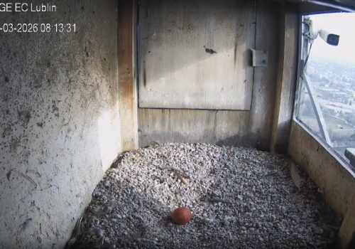 Pierwsze jajo w gnieździe lubelskich sokołów. Rozpoczął się nowy sezon lęgowy