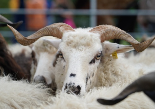 Rok Górali i Obrzędów Pasterskich. Uroczysta inauguracja już w kwietniu