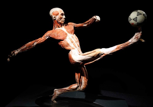 Wystawa BODY WORLDS we Wrocławiu przedłużona do 30 czerwca!