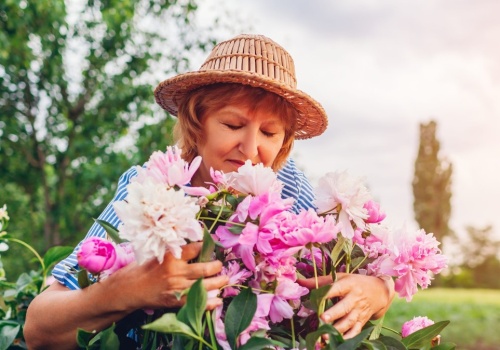 Piwonie kochają ten nawóz. Użyj w marcu, a w czerwcu obsypią się kwiatami