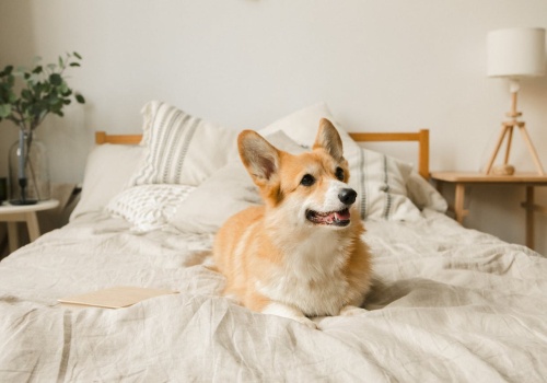 ChatGPT pomógł zaprojektować szczepionkę mRNA dla psa chorego na raka