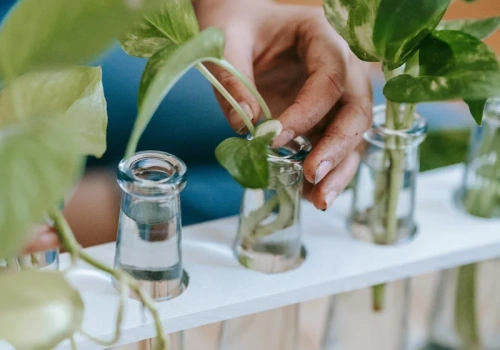 Masz dość ziemi i przesadzania? Te rośliny rosną tylko w wodzie