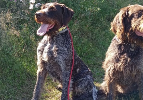 Dwa psy zaginęły w okolicach Widna. Właściciel prosi o pomoc